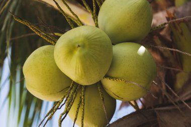 close-up shot of branch of fresh green coconuts growing on palm tree clipart