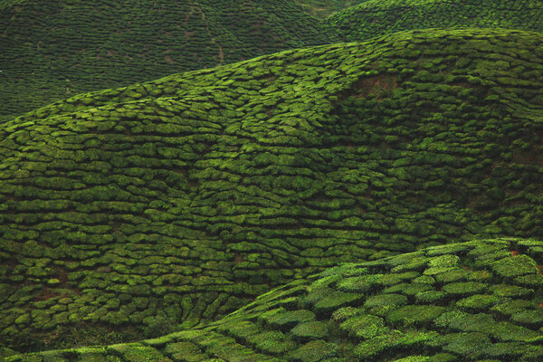 aerial view of green tea plantation for background