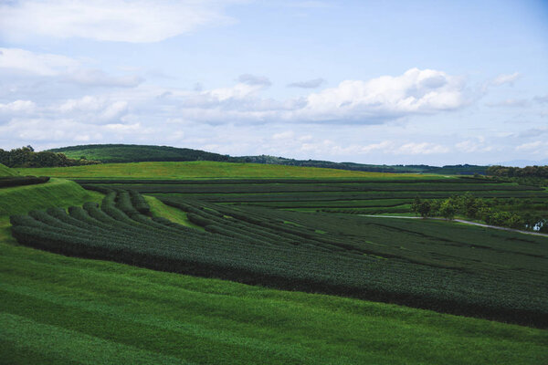 воздушный вид зеленой чайной плантации в солнечный день
