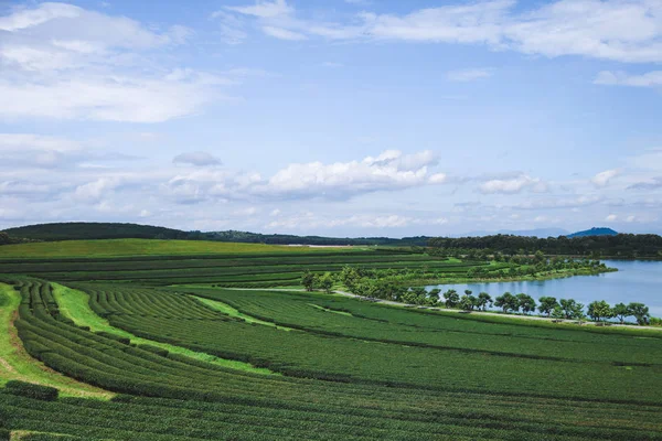 Vista Aérea Plantação Chá Verde Lago Dia Ensolarado — Fotografia de Stock