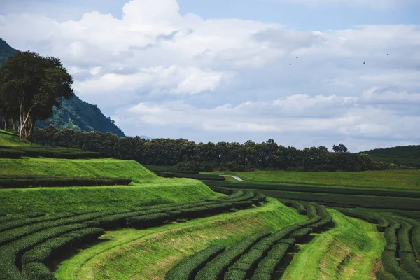 Aerial View Beautiful Green Tea Plantation Sunny Day — Stock Photo, Image