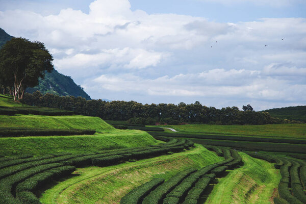 aerial view of beautiful green tea plantation on sunny day