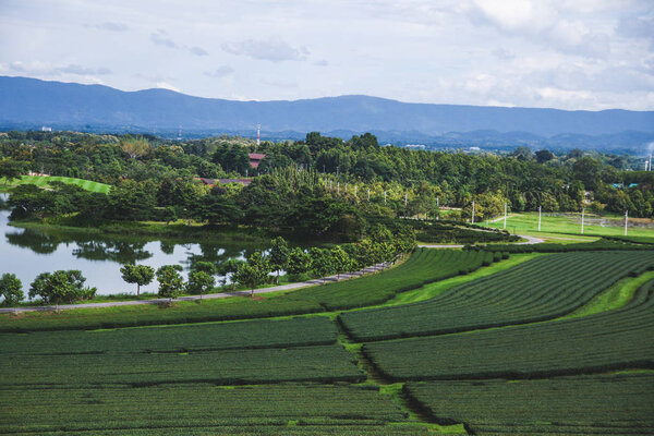aerial view of green tea plantation at thailand on sunny day