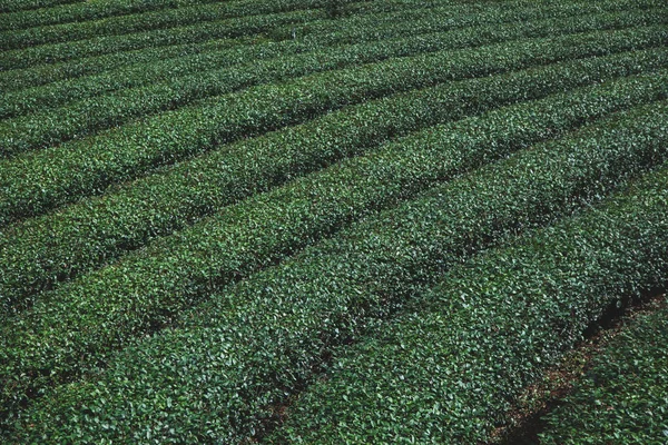 Rows Green Tea Plantation Background — Stock Photo, Image