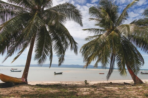 fishermen boats floating in water with palm trees on foreground