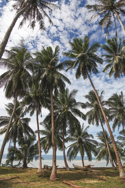 晴れた日に熱帯の海岸で美しいヤシの木 — ストック写真