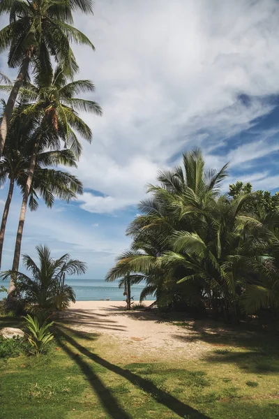 Пальми Тропічному Пляжі Блакитним Океаном Фоні — стокове фото