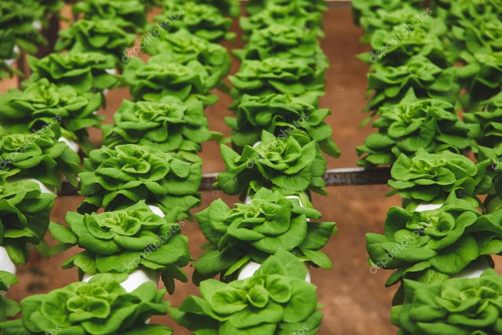 butterhead — Foto de stock © ViktoriiaDyachenko 175352102