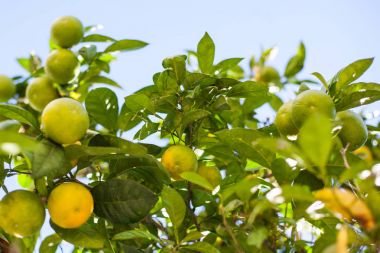 green and orange mandarins on tree branches  clipart