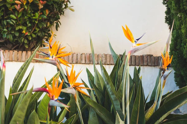 Schöne Strelitzia Blumen Vor Weißer Wand — Stockfoto