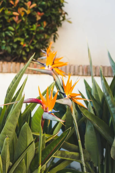 Bellissimi Fiori Strelitzia Davanti Alla Parete Bianca — Foto Stock