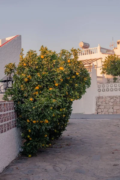 Orange Fruits Tree Spanish Street — Free Stock Photo