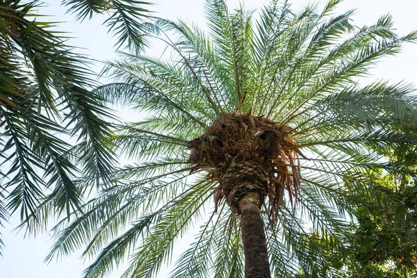 bottom view of palms under clear sky