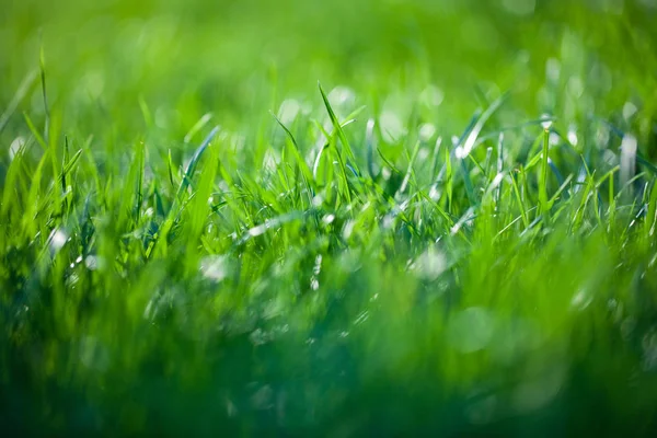 Grass — Stock Photo