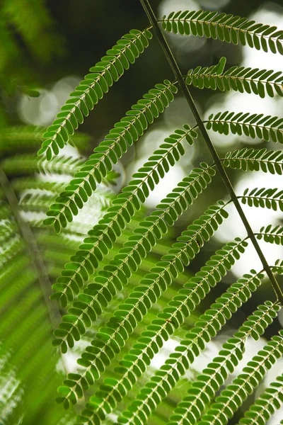 Close-up tiro de belas folhas de samambaia para o fundo — Fotografia de Stock