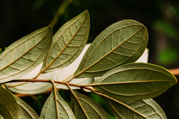 Leaves — Stock Photo