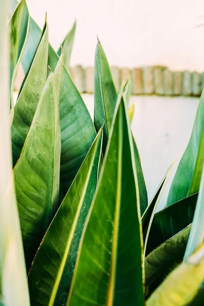 Gros plan de belles feuilles tropicales — Photo de stock