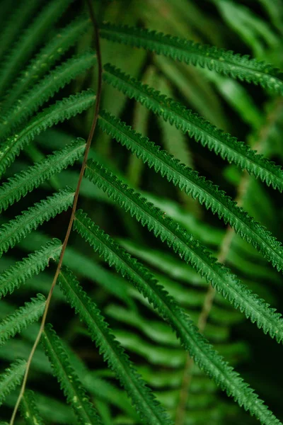 Primer plano de las hojas de helecho sobre fondo natural borroso - foto de stock