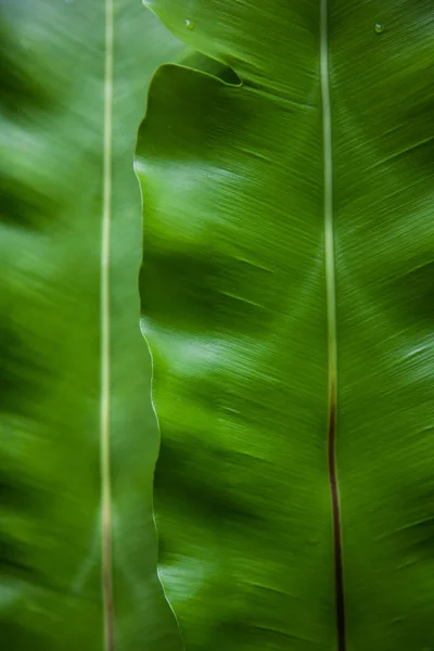 Close-up shot of green banana leaves as background — Stock Photo