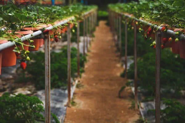 Primer plano de fresas que crecen en mesas en plantaciones de interior - foto de stock