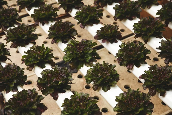 Filas de lechugas de color marrón oscuro cultivadas en invernadero - foto de stock