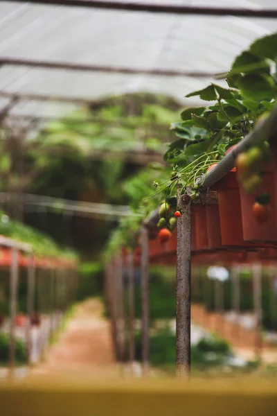 Close-up tiro de morangos crescendo em plantação dentro de casa — Fotografia de Stock