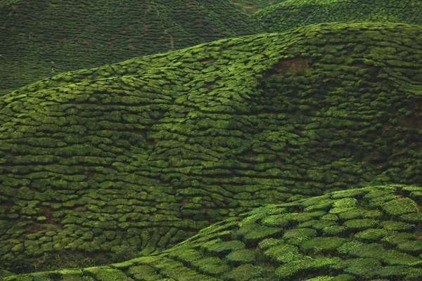 Aerial view of green tea plantation for background — Stock Photo