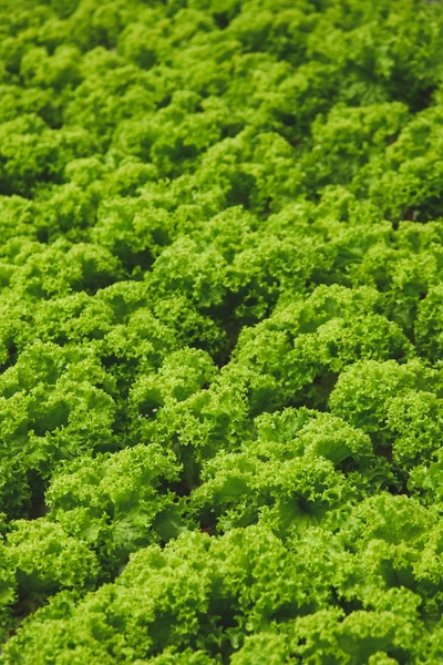 Lechuga - foto de stock