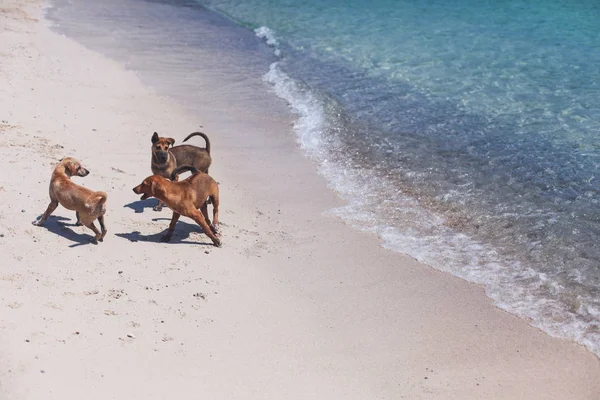 Gruppe streunender Hunde spielt am Sandstrand — Stockfoto