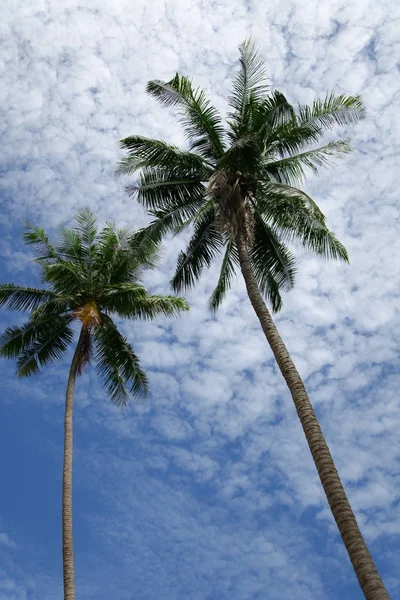 Vista dal basso delle palme davanti al cielo nuvoloso — Foto stock