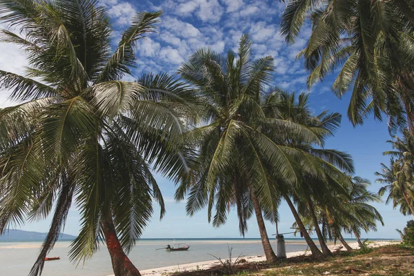 Hermosas palmeras creciendo en la orilla del mar con barcos de pescadores flotando en el agua en el fondo - foto de stock