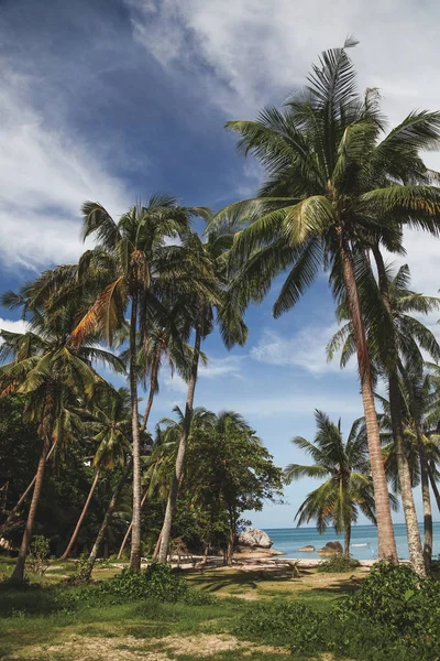 Palm trees on tropical coast with ocean on background — Stock Photo