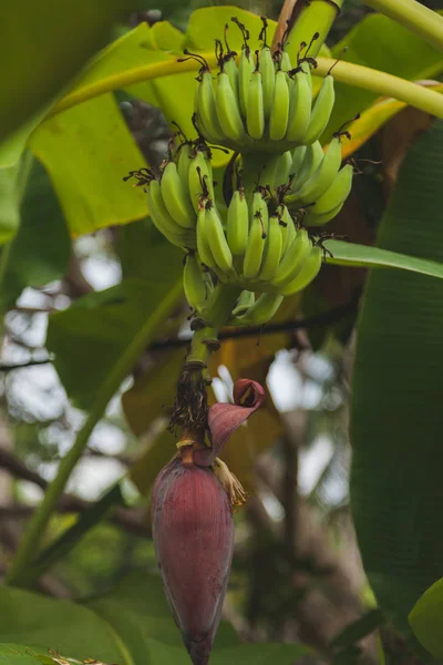 Гілка зелених бананів, що ростуть на дереві — стокове фото