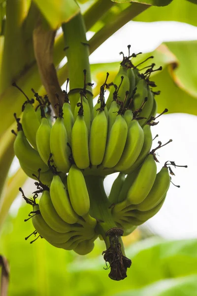 Close-up shot of branch of fresh green bananas growing on tree — Stock Photo