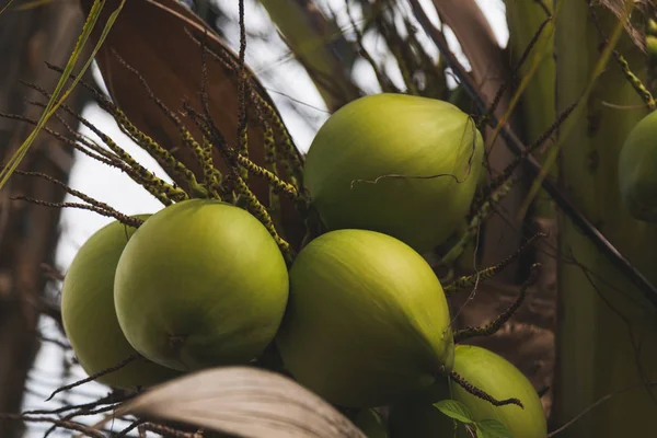 Branch of fresh green coconuts growing on palm tree — Stock Photo