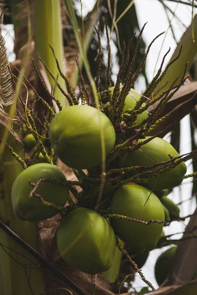 Rama de coco verde fresco que crece en la palmera - foto de stock