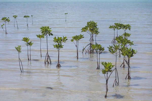 Piante acquatiche che crescono dalla superficie sottomarina — Foto stock