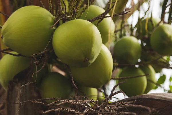 Branches of fresh coconuts growing on palm trees — Stock Photo