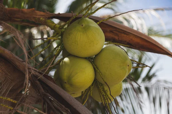 Rama de deliciosos cocos creciendo en la palmera - foto de stock