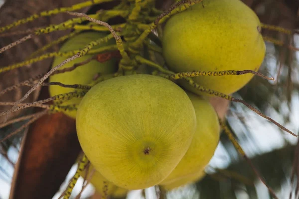 Close-up shot of branch of green coconuts growing on palm tree — Stock Photo