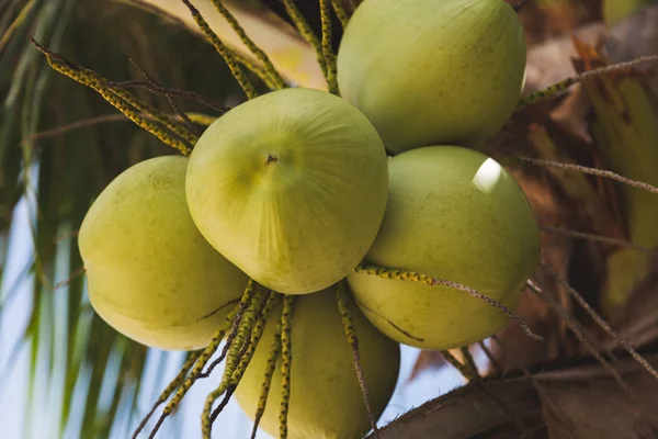 Nahaufnahme von Zweigen frischer grüner Kokosnüsse, die auf einer Palme wachsen — Stockfoto