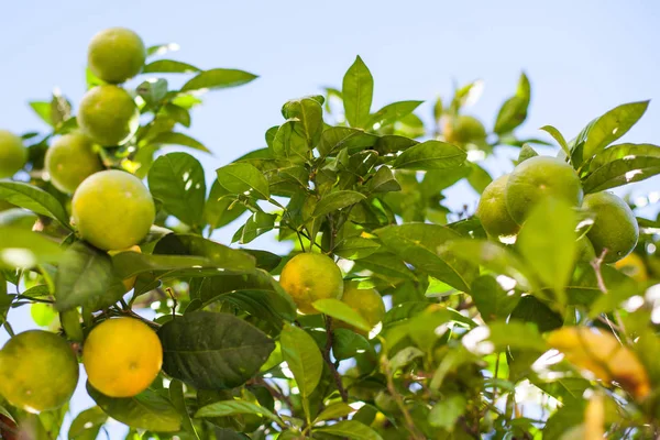 Mandarinas verdes y naranjas en ramas de árboles - foto de stock