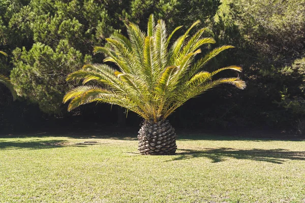 Huge date palm on green lawn — Stock Photo