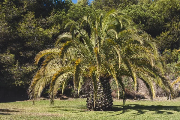 Huge date palm on green lawn — Stock Photo