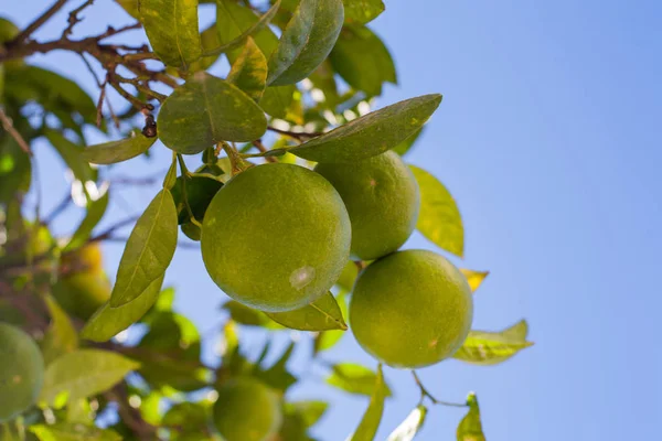 Uva de mandarinas verdes en ramas de árboles - foto de stock