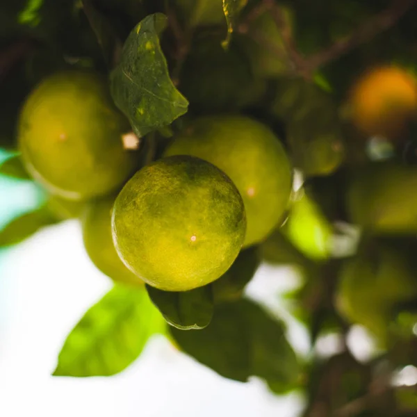 Uva de mandarinas verdes en ramas de árboles - foto de stock