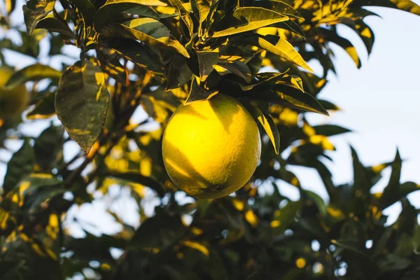 Fruta naranja madura en ramas de árboles verdes - foto de stock