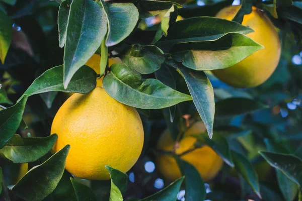 Frutas naranjas maduras en ramas de árboles verdes - foto de stock