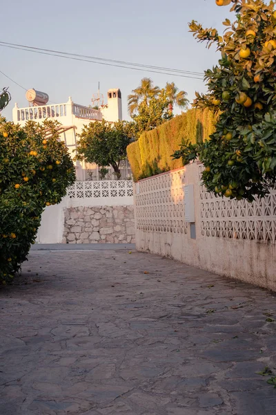 Naranjos árboles frutales en calle española - foto de stock