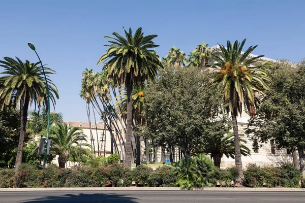 View of spanish street with palms and buildings under blue sky — Stock Photo